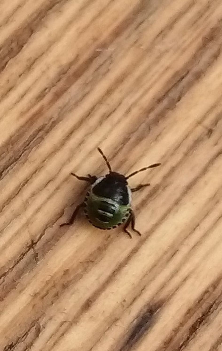 Kevertje gevonden op de bramen